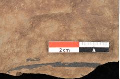 Foto (Detailsansicht) von Quercus palaeoilex Ettingshausen (NHMW-GEO-2024-0188-0905)